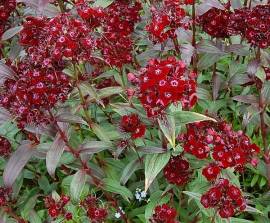 Bartnelke, Schokoladennelke, Dianthus barbatus 'Sooty' - Bild vergr�?ern 