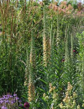 Digitalis ferruginea 'Gigantea Gelber Herold' rostfarbiger Fingerhut - Bild vergr�?ern 