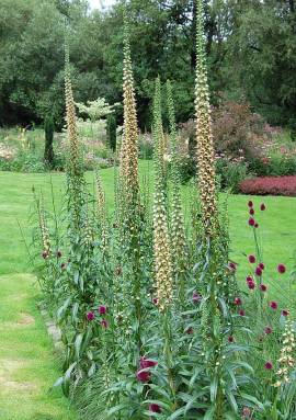 Fingerhut, rostfarbiger, Digitalis ferruginea 'Gigantea Gelber Herold' - Bild vergr�?ern 