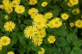 G�mswurz, Fr�hlingsmargerite, Doronicum orientale 'Little Leo' - Bild vergr�?ern 