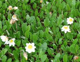 Dryas x suendermannii Silberwurz - Bild vergr�?ern 
