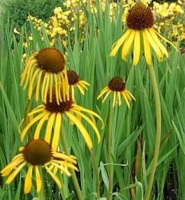 Echinacea paradoxa Sonnenhut - Bild vergr�?ern 