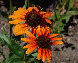 Echinacea purpurea 'Tangerine Dream �', Sonnenhut - Bild vergr��ern 