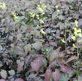 Elfenblume, Epimedium pinnatum ssp. colchicum - Bild vergr�?ern 