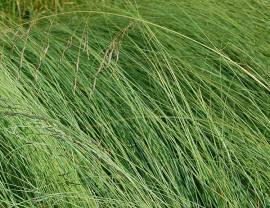 Eragrostis elliottii 'Wind Dancer' (Blue Eros), Blaues Liebesgras - Bild vergr�?ern 