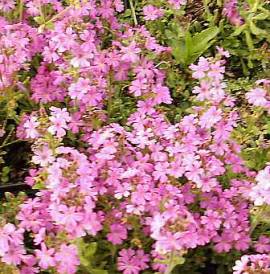 Alpen-Leberbalsam, Alpenbalsam, Erinus alpinus 'Dr. H�hnle' - Bild vergr�?ern 
