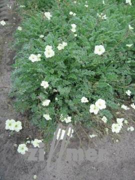 Erodium chrysanthum, gelber Reiherschnabel - Bild vergr�?ern 