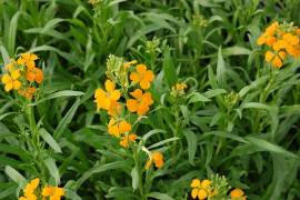 Erysimum allionii, Sch�tterich - Bild vergr�?ern 