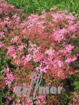 Filipendula palmata (digitata) 'G�teborg' M�des�? - Bild vergr�?ern 