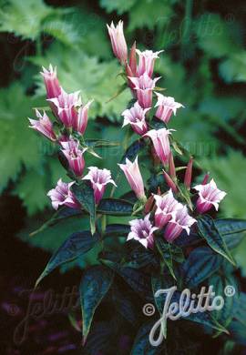 Gentiana asclepiadea 'Pink Swallow' Schwalbenwurzenzian - Bild vergr�?ern 