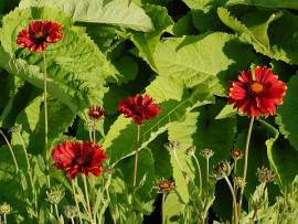 Gaillardia aristata, 'Burgunder', Kokardenblume - Bild vergr�?ern 
