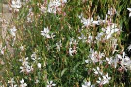 Prachtkerze, Gaura lindheimeri - Bild vergr�?ern 