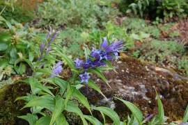 Gentiana asclepiadea Schwalbenwurzenzian blau - Bild vergr�?ern 