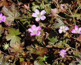 Geranium cultorum 'Tanya Rendall', Storchschnabel - Bild vergr�?ern 
