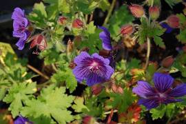 Geranium ibericum 'Vital', Storchschnabel - Bild vergr�?ern 