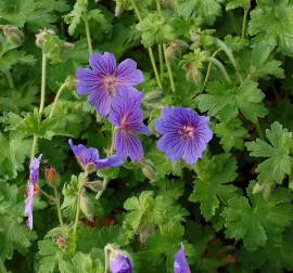Geranium magnificum 'Rosemoor', Storchschnabel - Bild vergr�?ern 