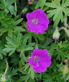 Geranium sanguineum 'Max Frei' , Blutstorchschnabel - Bild vergr�?ern 