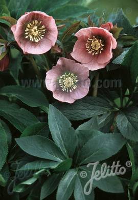 Lenzrose, Helleborus Orientalis -Hybride 'Pink Lady' - Bild vergr�?ern 