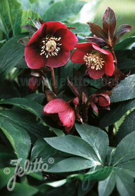 Lenzrose, Helleborus Orientalis -Hybride 'Red Lady' - Bild vergr�?ern 
