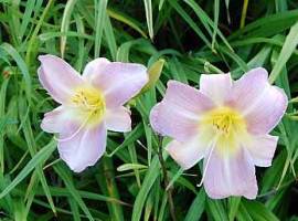 Taglilie, Hemerocallis-Hybriden 'Catherine Woodberry' - Bild vergr�?ern 