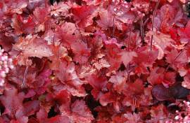 Heuchera Hybride 'Fire Chief', Purpurgl�ckchen - Bild vergr�?ern 