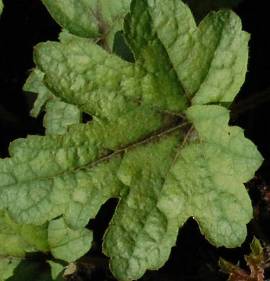 Heucherella 'Kimono' Schaumgl�ckchen - Bild vergr�?ern 