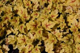 Heucherella 'Stoplight' Schaumgl�ckchen - Bild vergr�?ern 