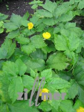 Hylomecon japonicum, japanischer Waldmohn - Bild vergr�?ern 