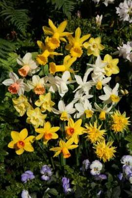 Narcissus cyclamineus 'Jenny' Narzissen, 5 Zwiebeln - Bild vergr�?ern 