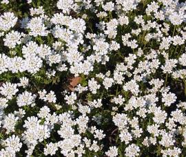 Iberis sempervirens 'Zwergschneeflocke', Schleifenblume - Bild vergr�?ern 