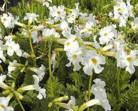 Incarvillea delavayi 'Alba' Freilandgloxinie - Bild vergr�?ern 