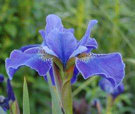 Iris sibirica 'Silver Edge', Sibirische Schwertlilie, Wiesenschwertlilie - Bild vergr�?ern 