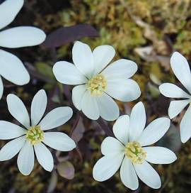 Jeffersonia diphylla, Herzblattschale, Muschelblume - Bild vergr�?ern 