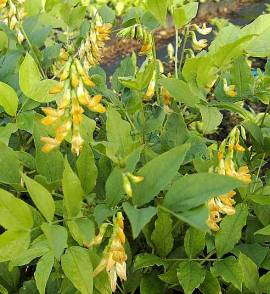 Lathyrus aureus, Platterbse - Bild vergr�?ern 