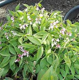 Lathyrus vernus 'Alboroseus' Fr�hlings Platterbse - Bild vergr�?ern 
