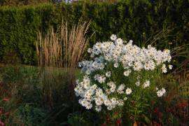 Leucanthemella serotina 'Herbststern', Herbstmargerite - Bild vergr�?ern 