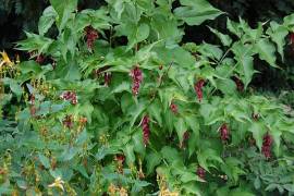 Leycesteria formosa, Karamellbeere, 3 ltr. Container - Bild vergr�?ern 