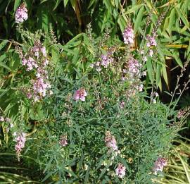 Linaria purpurea 'Canon J. Went', Leinkraut - Bild vergr�?ern 