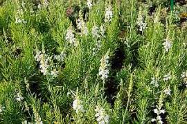 Leinkraut, Linaria purpurea 'Alba' - Bild vergr�?ern 