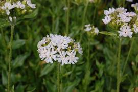 Lychnis chalcedonica 'Alba', Brennende Liebe - Bild vergr�?ern 