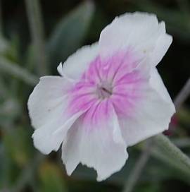 Lychnis coronaria 'Angel's Blush' (Oculata), Lichtnelke, Vexiernelke - Bild vergr�?ern 