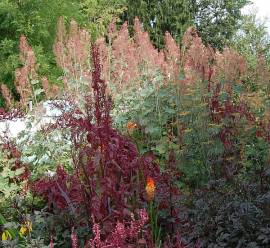 Macleaya microcarpa 'Kelway's Coral Plume' Federmohn, rosa - Bild vergr�?ern 