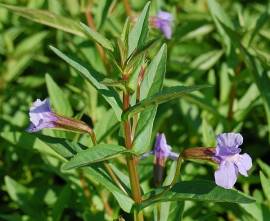Gauklerblume, blau, Mimulus ringens, Blaue Gauklerblume - Bild vergr�?ern 