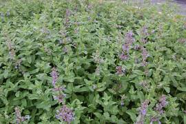 Nepeta grandiflora 'Bramdean', Katzenminze - Bild vergr�?ern 