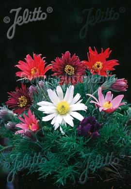 K�chenschelle, Kuhschelle, Pulsatilla vulgaris 'Papageno' - Bild vergr�?ern 