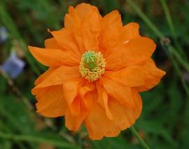 Armenischer Mohn, Papaver lateritium 'Flore Pleno' (Semiplenum) - Bild vergr�?ern 