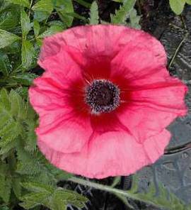 Mohn, Papaver orientale 'Burning Heart' - Bild vergr�?ern 
