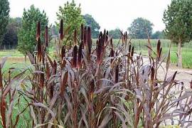 Pennisetum glaucum 'Purple Majesty', Perlhirse, EINJ?HRIG - Bild vergr�?ern 
