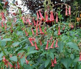 Bartfaden, Penstemon barbatus 'Coccineus' - Bild vergr�?ern 