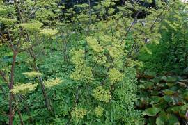 Peucedanum verticillare, quirliger Haarstrang, Meisterwurz - Bild vergr�?ern 